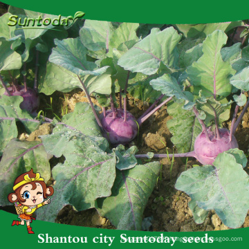 Suntoday netural purple vegetable F1 cultivation of agricultural Organic kolhrabi buying herloom seeds(A44001)